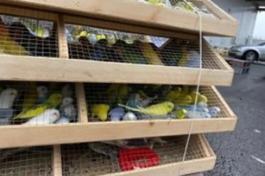 В Хабаровский край под контролем Россельхознадзора доставлены попугаи и морские свинки Приморское межрегиональное управление Россельхознадзора